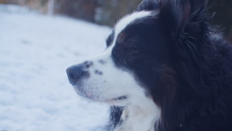 close up shot of an australian shepherd looking around in a garden in early spring