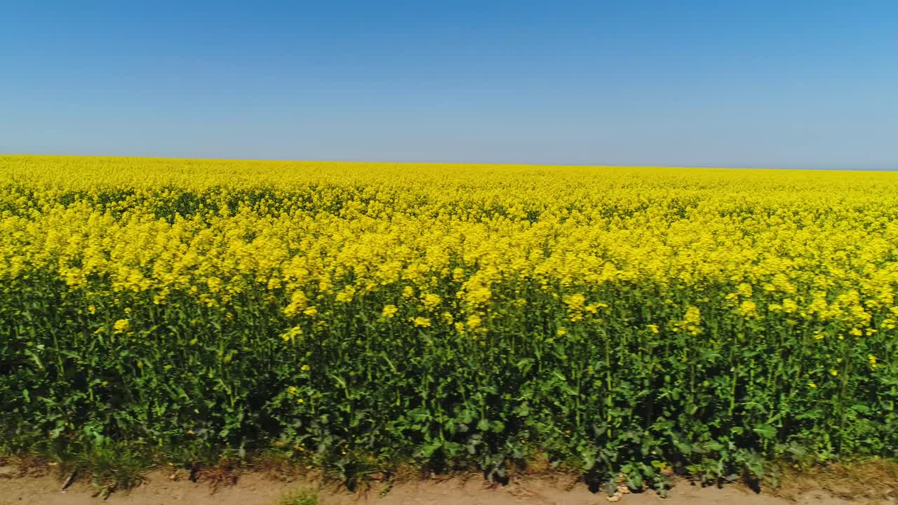 Vasto campo di colza sotto un cielo azzurro limpido