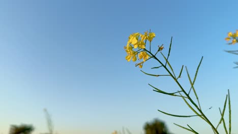 closeup of mustard flower against blue sky