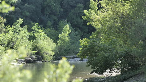 Green-trees-in-nature-along-a-river-in-France-pollen-flying