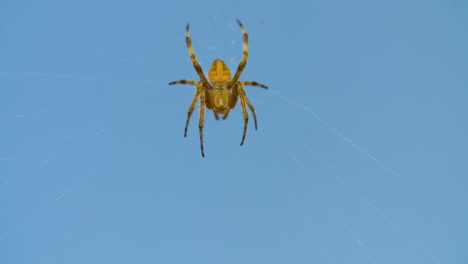 macro close up of a common garden spider waiting in its web against a blue sky background