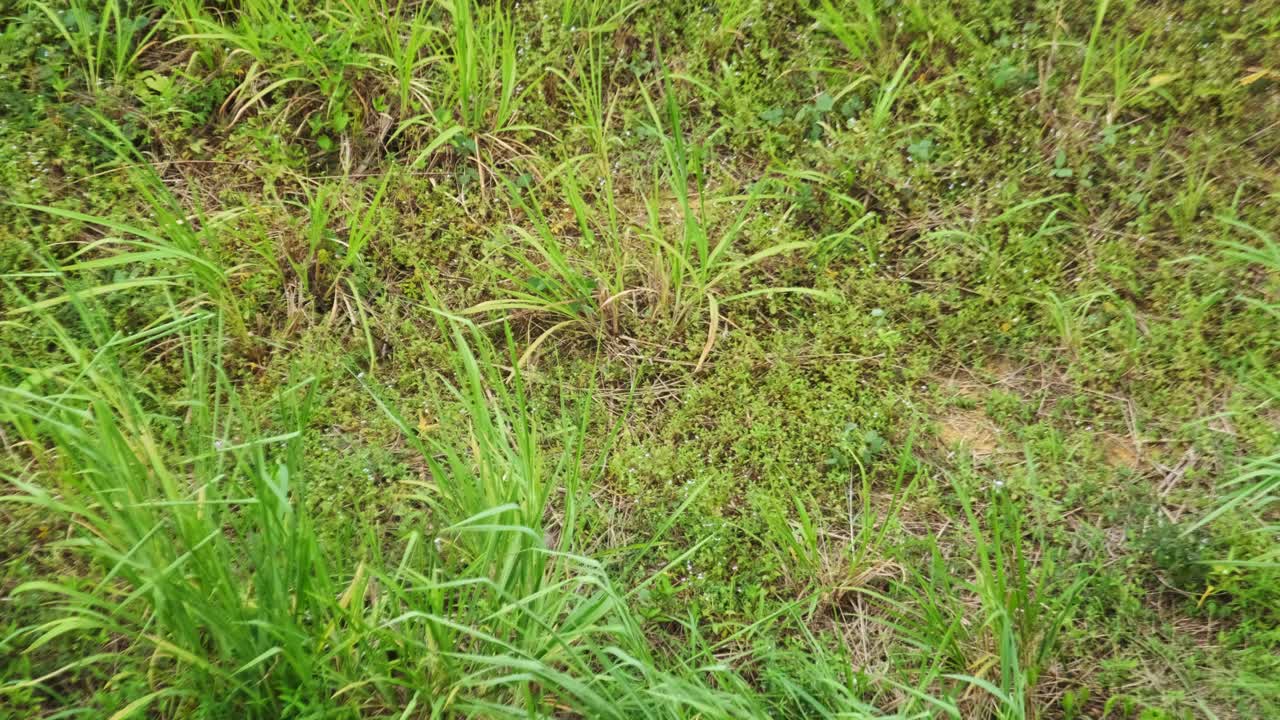 바람이 부는 바람 배경에 의해 날리는 잔디 블레이드의 상위 뷰