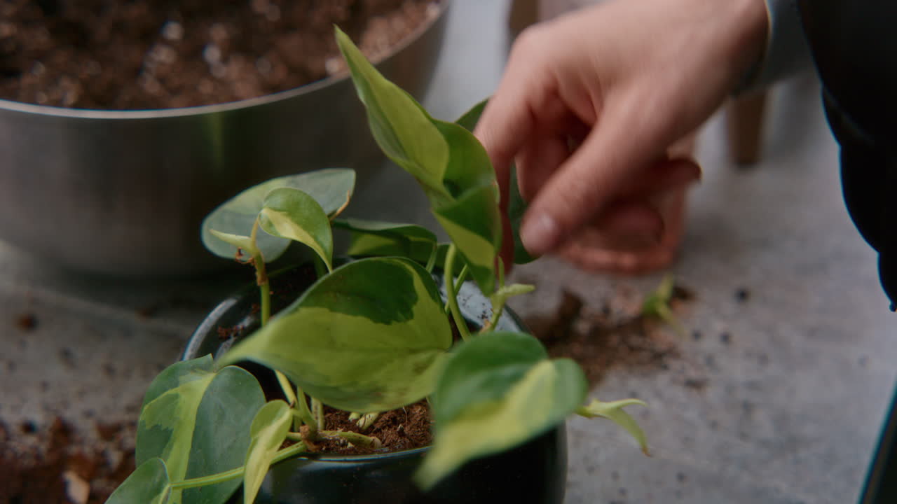 Repotting a String of Hearts Plant