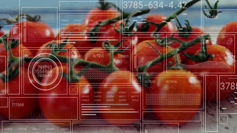 overlaying digital data and graphs, tomatoes in animation for agricultural analysis