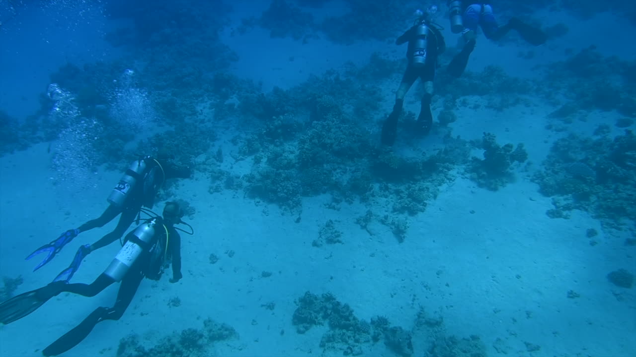 Divers swimming and exploring in the red sea
