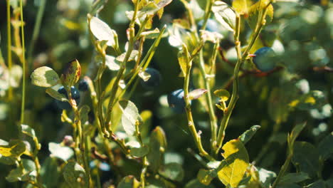 closeup of  wild blueberry crop before harvest