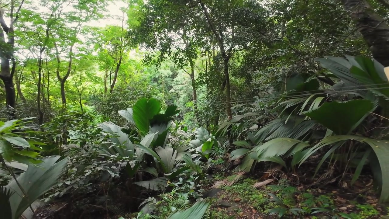Uno sguardo veloce a una donna dalla pelle chiara che sfreccia in zip line davanti alla telecamera attraverso la fitta e lussureggiante volta della giungla tropicale sull'isola di Mahé, Seychelles.