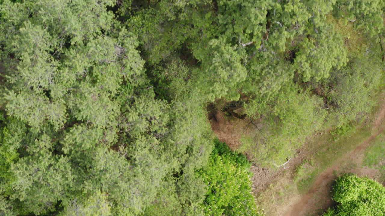 volando directamente sobre el dosel verde en el bosque americano, tiro aéreo