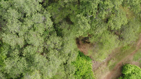 Volando-Directamente-Sobre-El-Dosel-Verde-En-El-Bosque-Americano,-Tiro-Aéreo