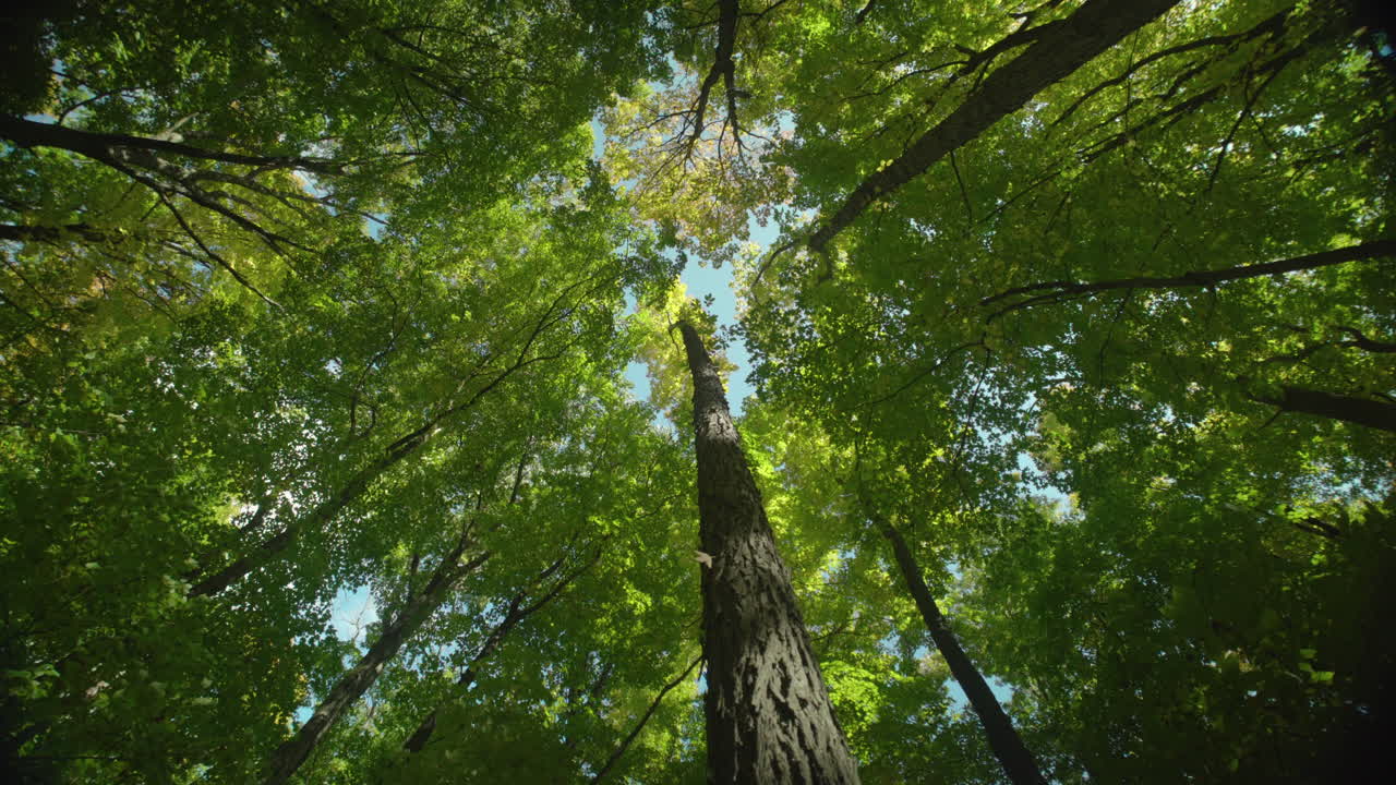 Inquadratura grandangolare di un albero che si flette e si piega con il vento in una foresta.