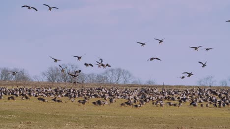 Gran-Bandada-De-Gansos-Miles-De-Pájaros-Aterrizan-En-Praderas-En-Migración