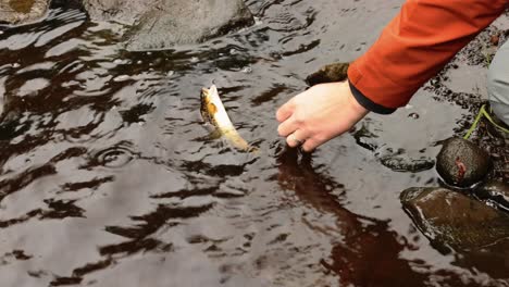 hand-held shot of a wild brown trout jumping around trying to unhook itself