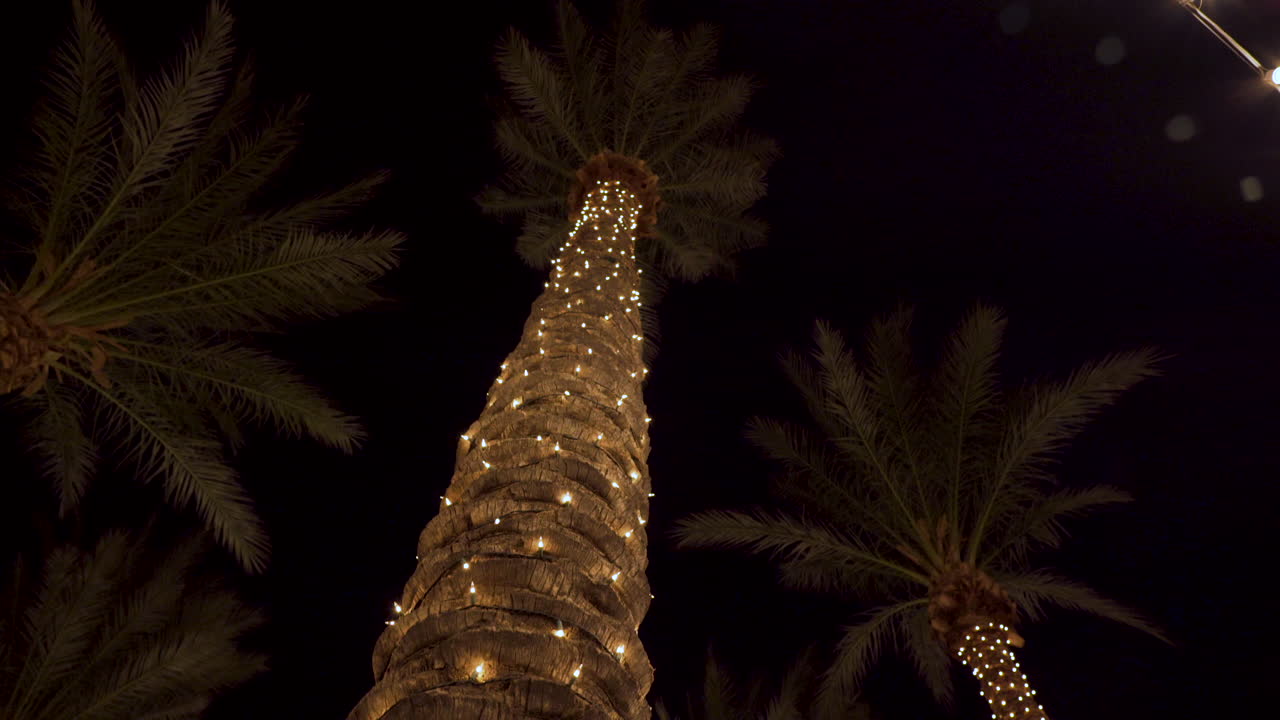 플로리다의 밤에 스트링 조명에 밝은 크리스마스 장식 손바닥