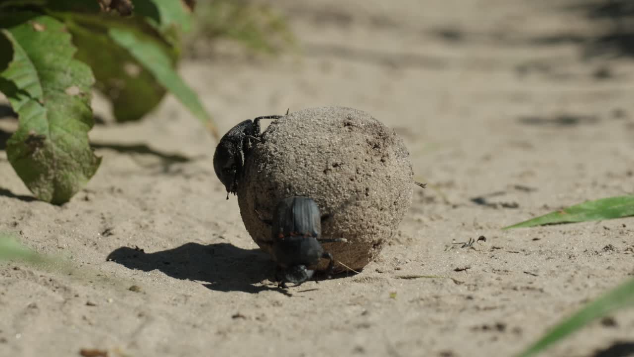 Closeup of a male dung beetle rolling his dung ball while the female is sitting on the ball, Savute, Botswana