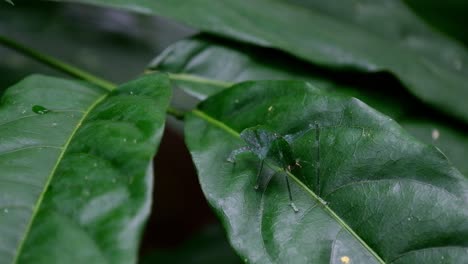 Gesehen-In-Der-Mitte-Des-Blattes-Ruhend,-Katydid-Auf-Dem-Blatt,-Kaeng-Krachan-Nationalpark,-Thailand