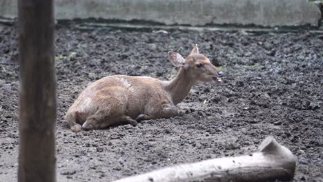 a mouse deer relaxing in a zoo enclosure.