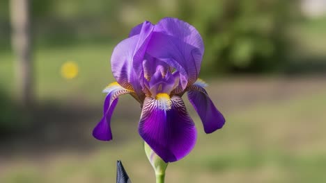 a stunning close-up of a vibrant purple iris flower capturing its elegant petals and rich colors against a soft green background