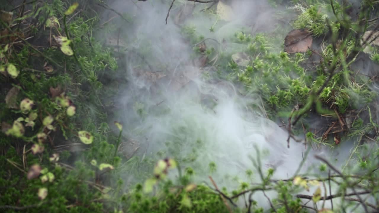 이끼와 작은 식물이 있는 숲의 땅 위에 안개와 연기