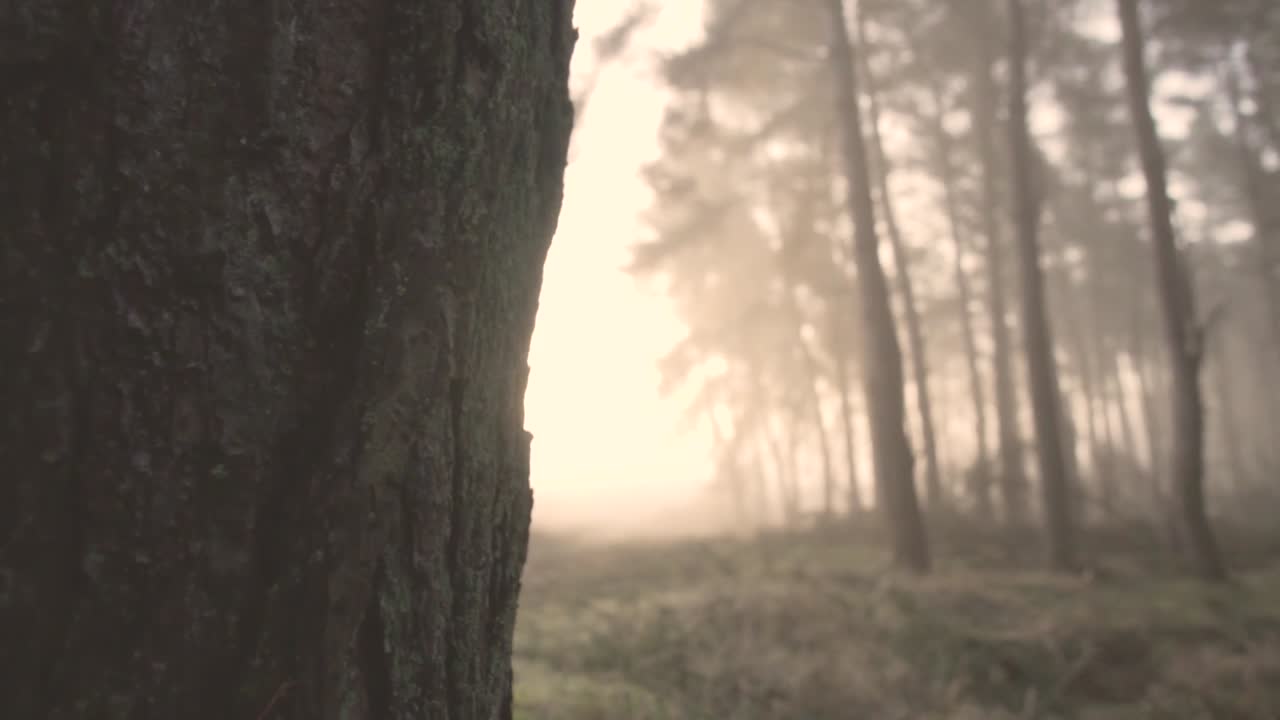 소나무 숲 에서 안개 가 가득 한 해가 뜨는 것