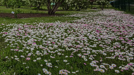 meadow full of daisy flower blooming on summer day, fusion time lapse