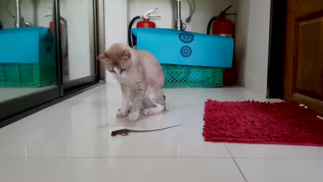 gato gris joven jugando y comiendo rezar salamandra dentro de la casa