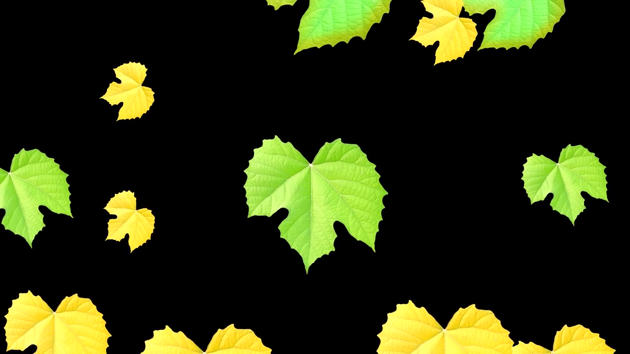 Background Falling down Leaves animation, Video project.