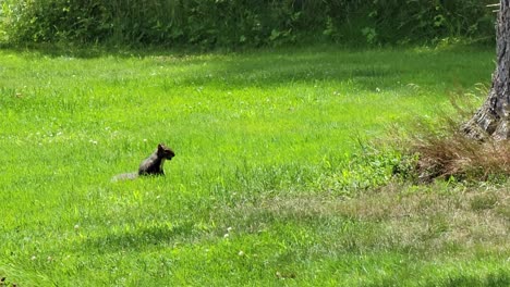 Squirrels-eating-grass-in-our-backyard