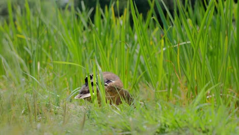 pato salvaje caminando a través de la larga hierba verde y saltando al estanque en el parque durante un brillante día soleado al mediodía