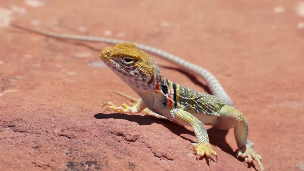 Collared Lizard on a Rock