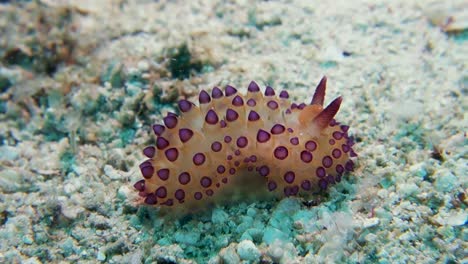 la babosa de mar nudibranquio janolus de punta púrpura se arrastra rápidamente sobre la arena