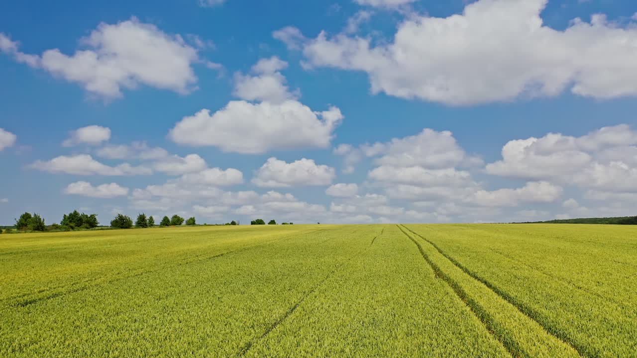 Green field on the natural background outdoors. Aerial view over the young wheat growing in rural place of farmland. Camera moves to the right.