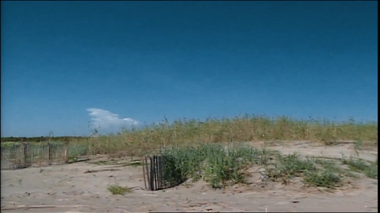 파이핑 물떼새가 해변에서 보입니다.