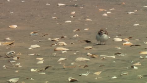 los chorlitos aflautados se ven en una playa
