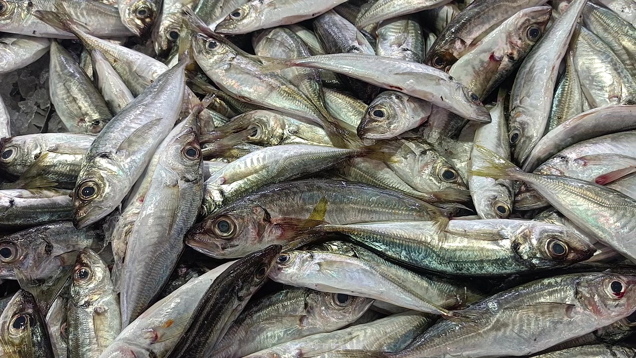 Pazarda Taze Deniz Ürünleri