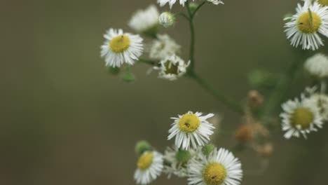 flowers closeup