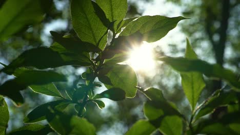 Nahaufnahme-Von-Sonnenstrahlen,-Die-Durch-Grüne-Blätter-Strahlen