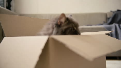 adorable cat sitting inside a cardboard box and then jumping onto sofa