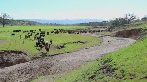 the-cowboy-finishes-pushing-his-cattle-up-the-small-hill-off-the-road