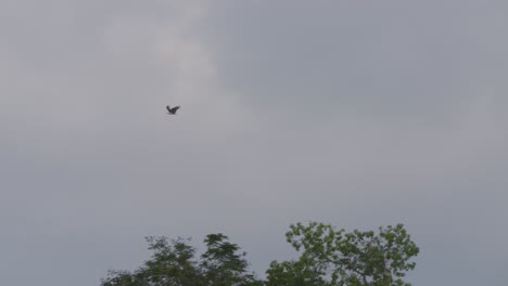 brahminy kite bird flying with the blue sky and clouds in the background - tracking slow motion shot