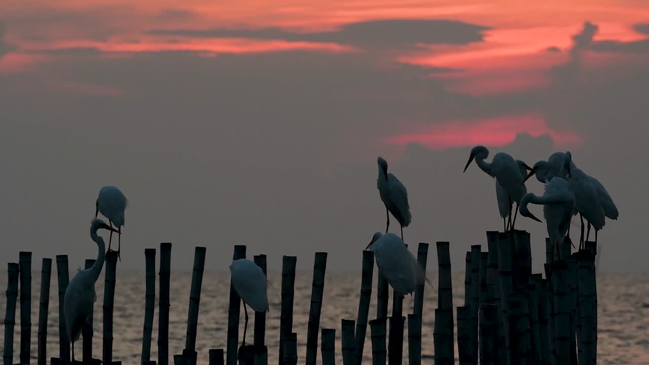 la garceta grande, también conocida como garceta común o garceta grande
