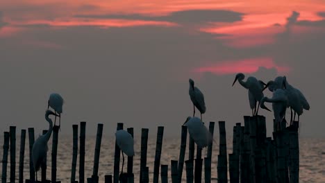 The-Great-Egret,-also-known-as-the-Common-Egret-or-the-Large-Egret