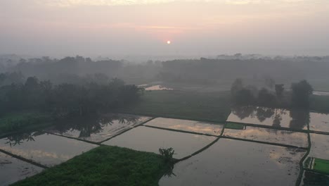 sunrise over misty rice paddies