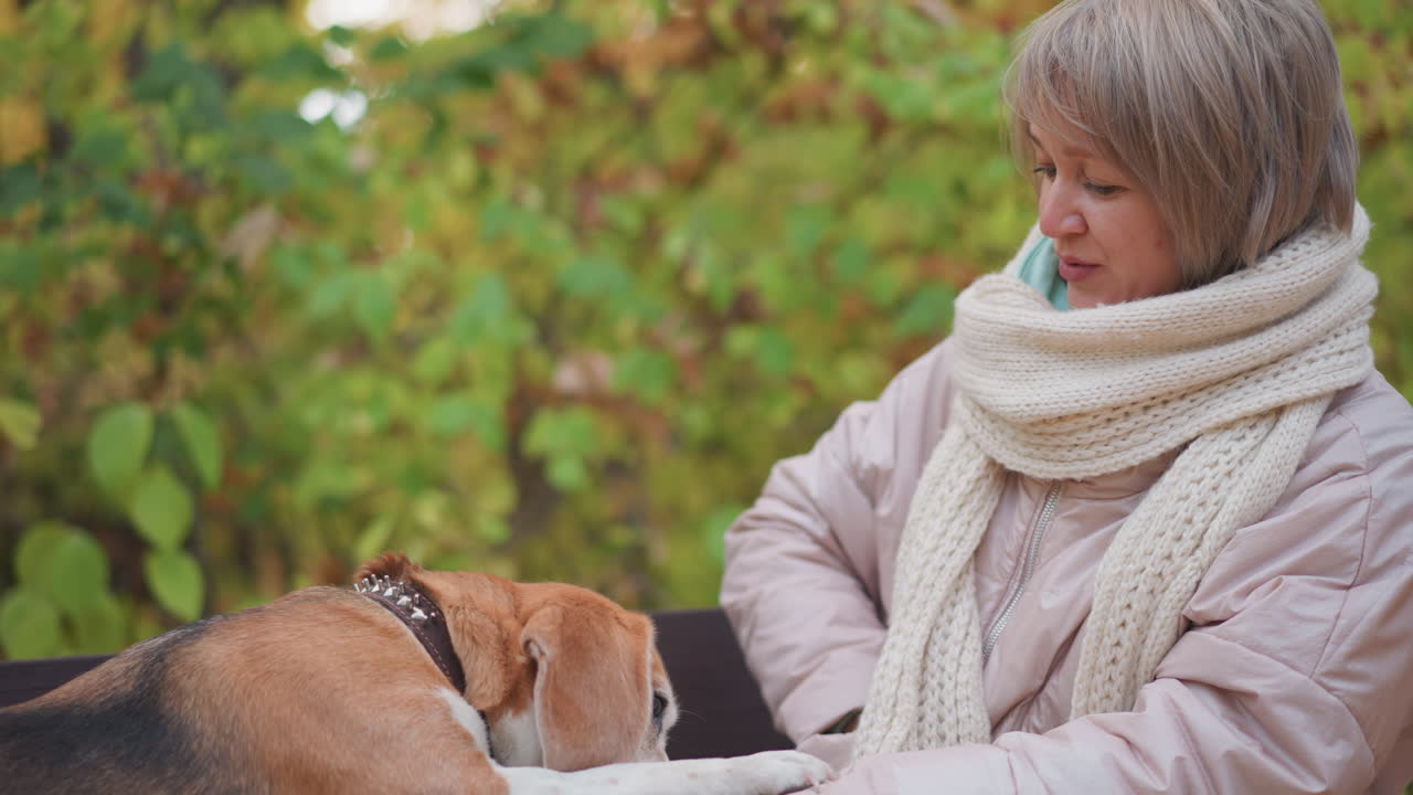 close up of beagle touching owner's arm with paw while woman in scarf and padded jacket reaches into pocket to give snack, surrounded by autumn leaves and soft background
