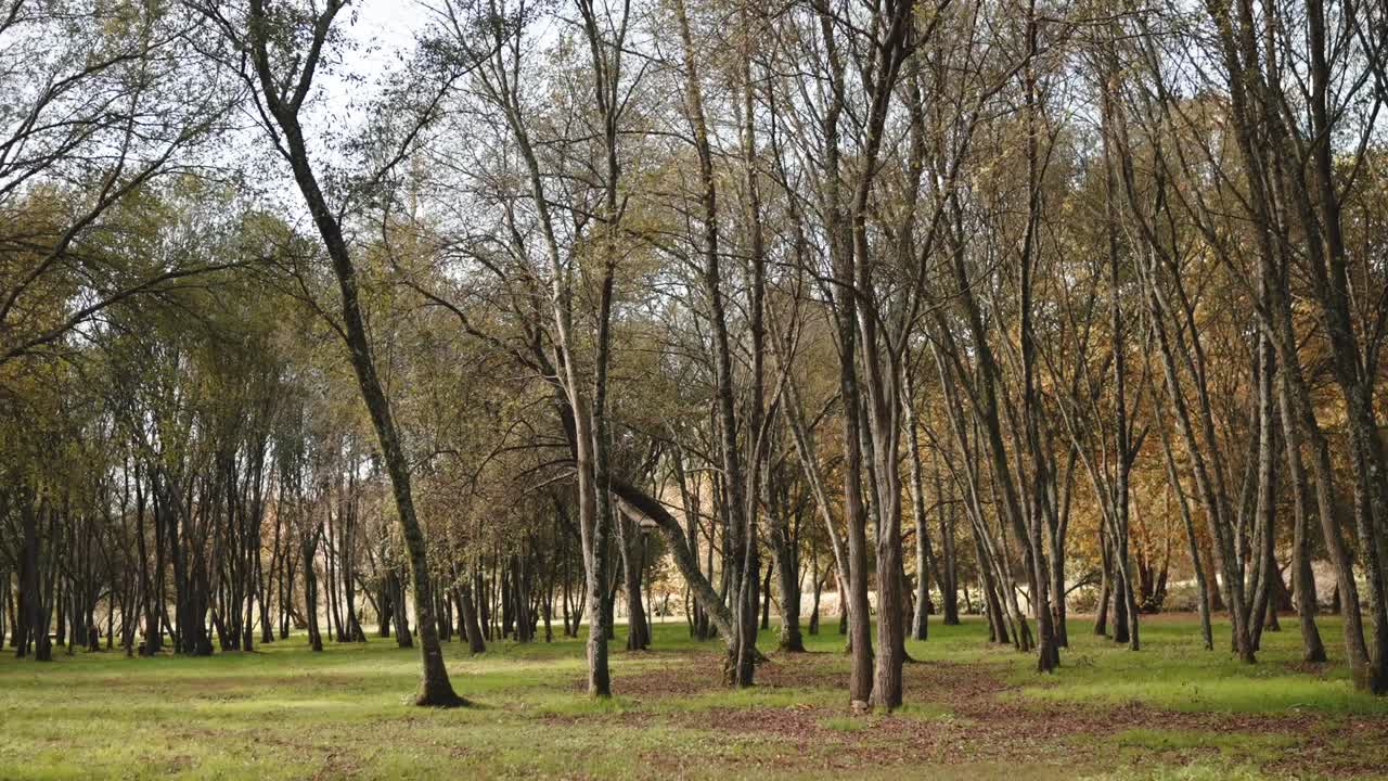 Wide view of tall trees spaced across grassy woodland area in Guimaraes Portugal