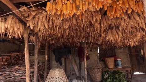 looking inside a traditional farmhouse storage room with corn hanging on the ceiling