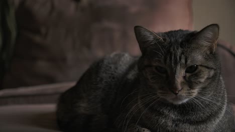 Adorable-Tabby-Cat-Lying-Down-Indoor.-Close-Up