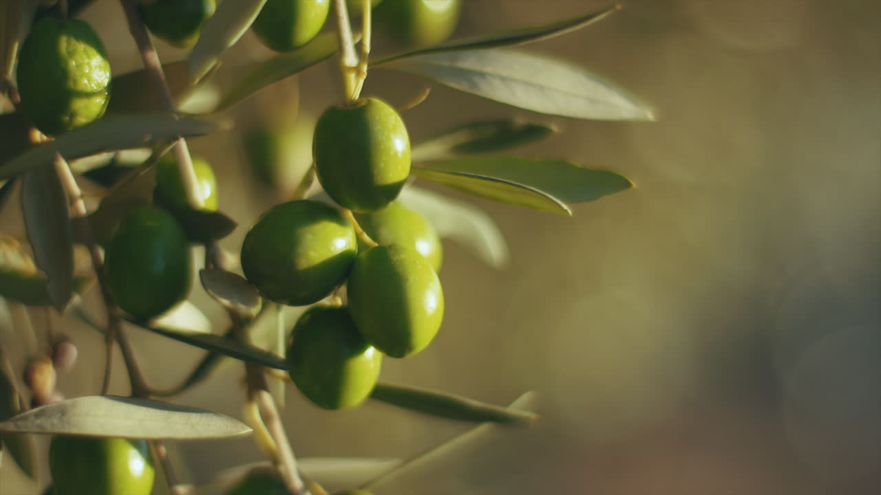 Close-up of Green Olives on a Branch