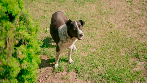 Stray-dog-turn-head-and-posing-towards-the-camera