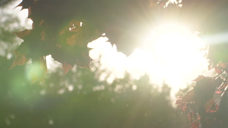 Gorgeous-slow-motion-footage-looking-into-the-sun-through-red-maple-tree-leaves-on-a-breezy,-summer-evening