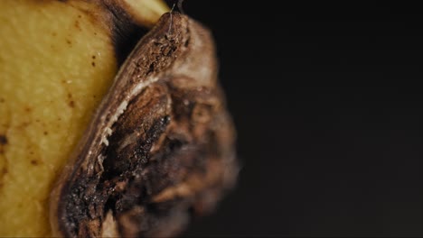 cinematic abstract pan from fibrous hairs emerging from ripe banana's tip to the fleshy yellow and brown skin